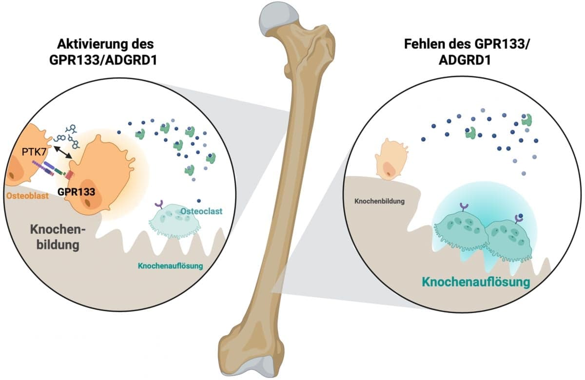 Scientists Identify GPR133 Receptor as Key Target for Stronger Bones
