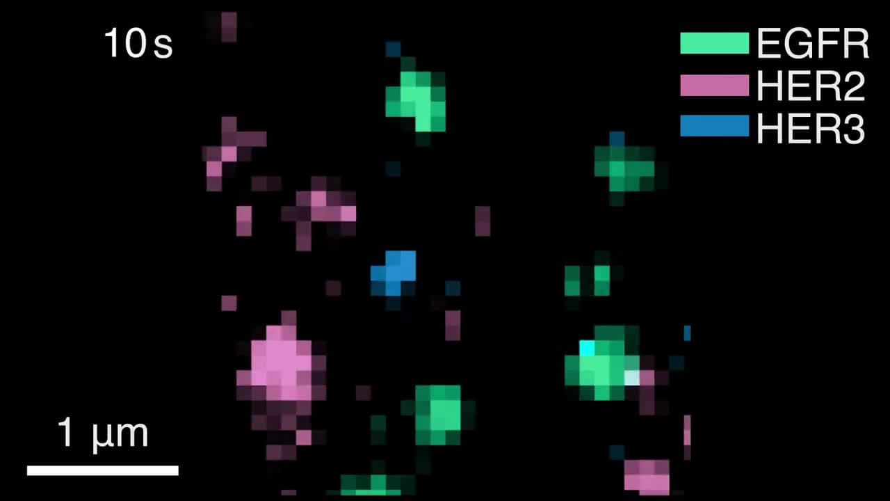 MIT uses nanoparticle imaging to track cancer protein dimers in live cells