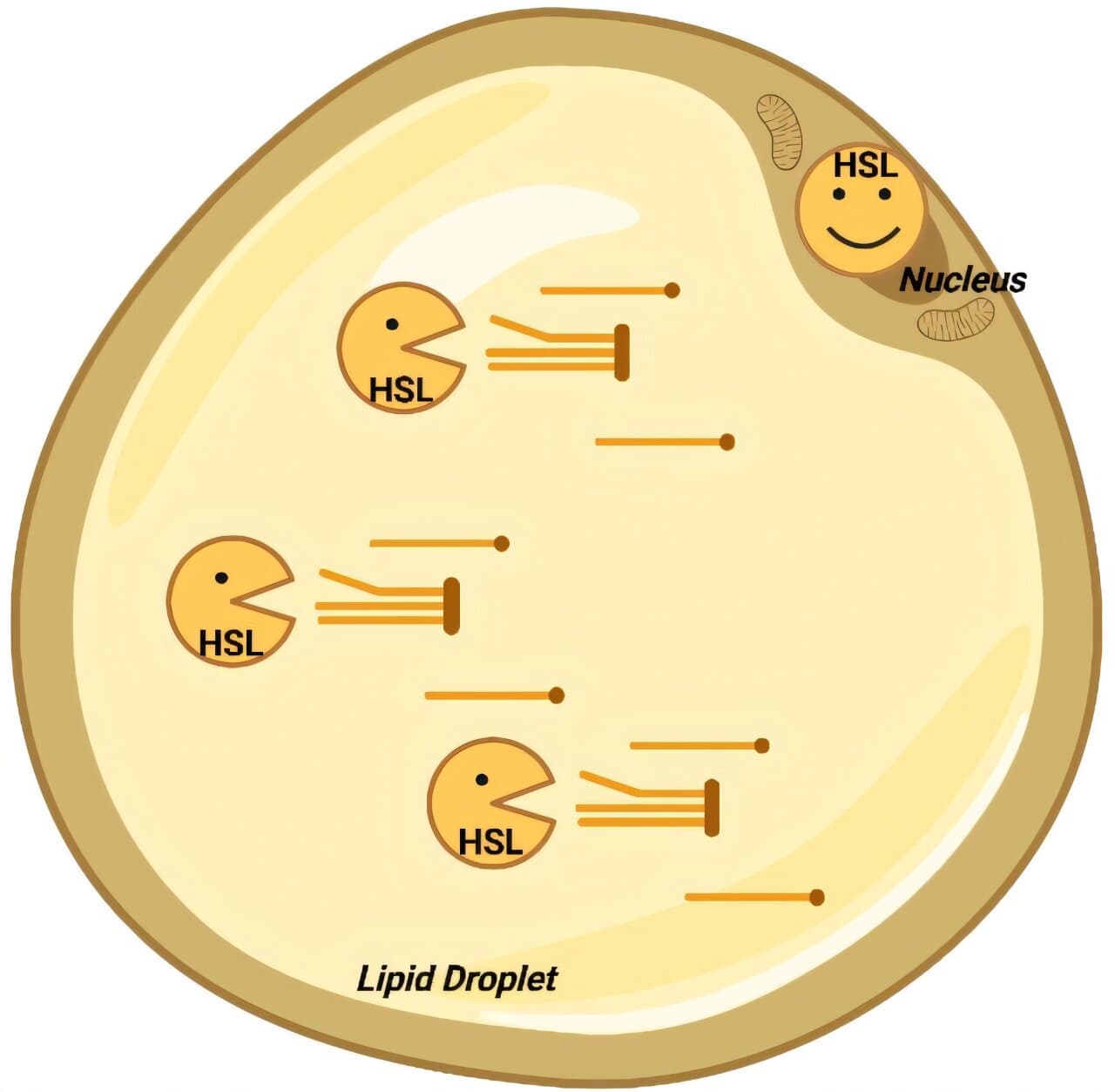 New study finds fat-burning enzyme also regulates gene expression in fat cells