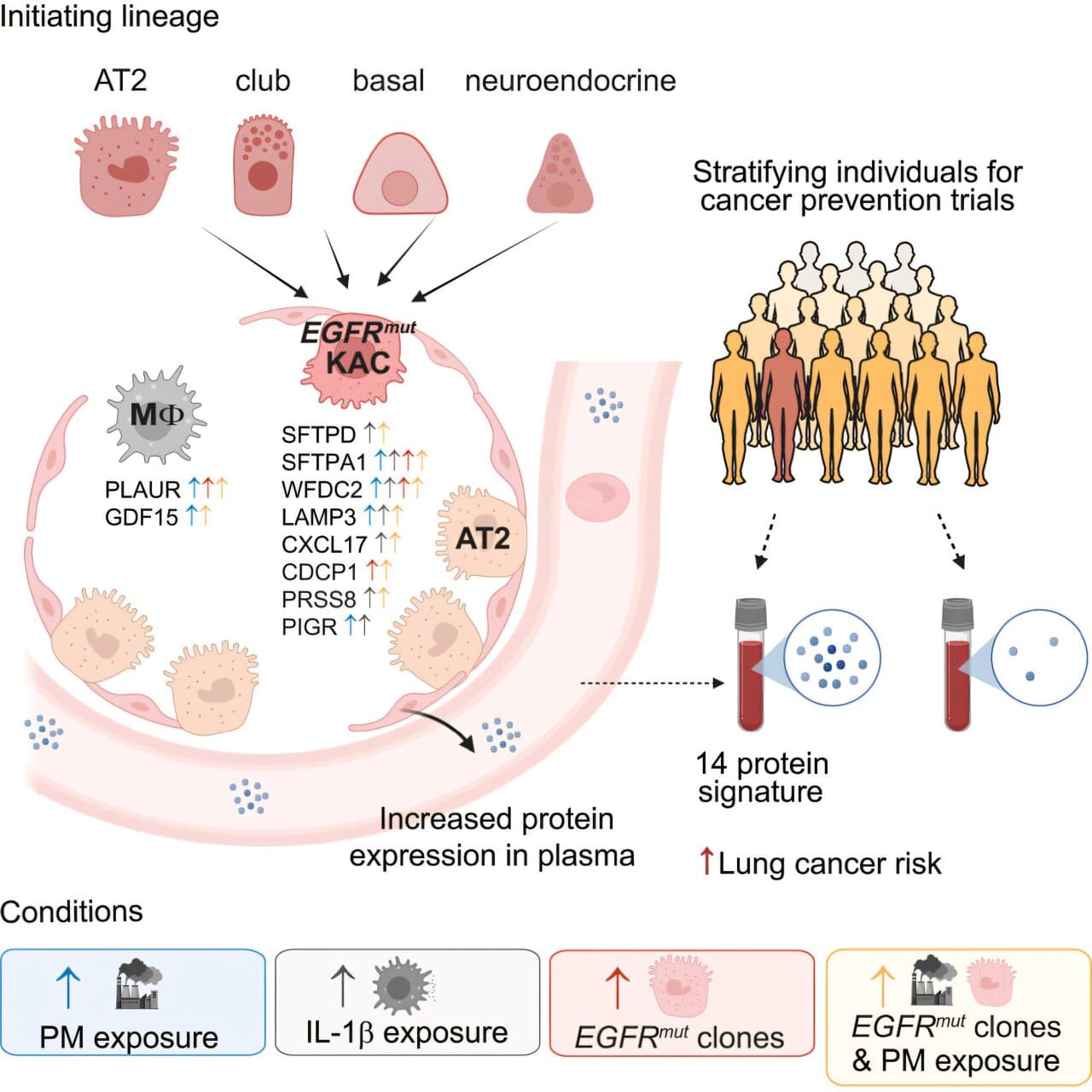 14-protein blood signature flags lung cancer risk years early