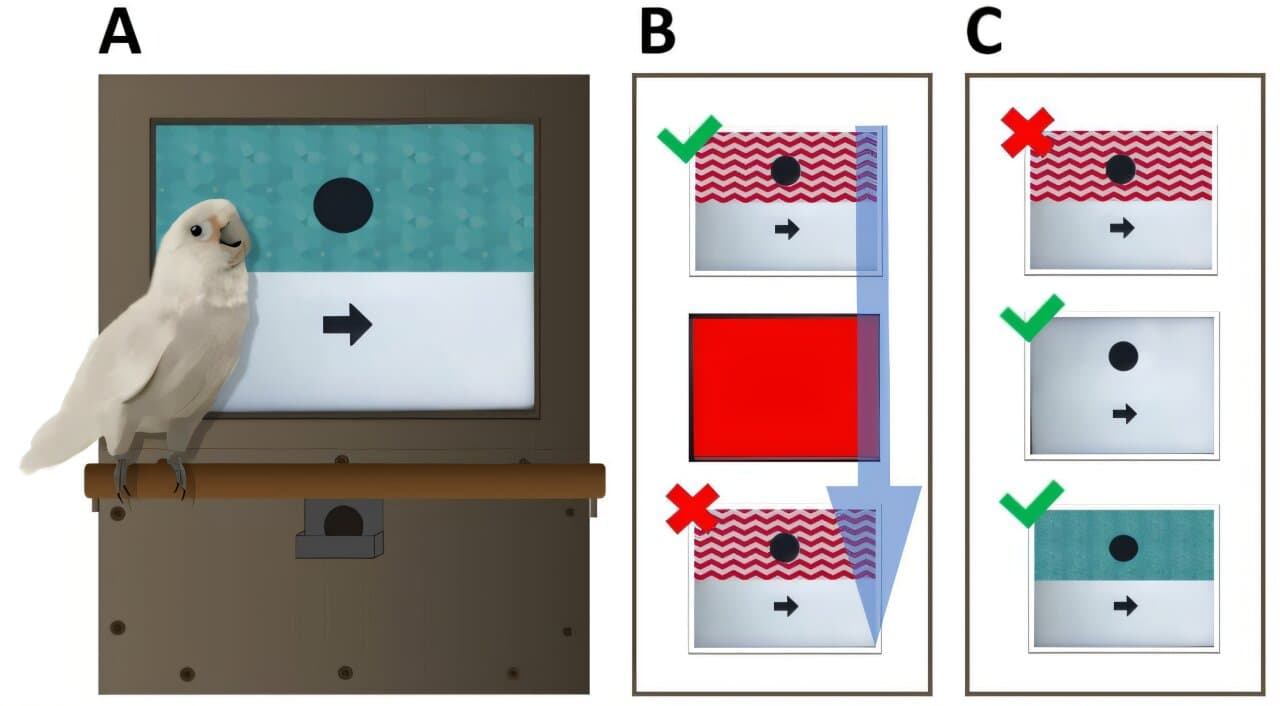 Goffin’s cockatoos learn when a reward system permanently stops working