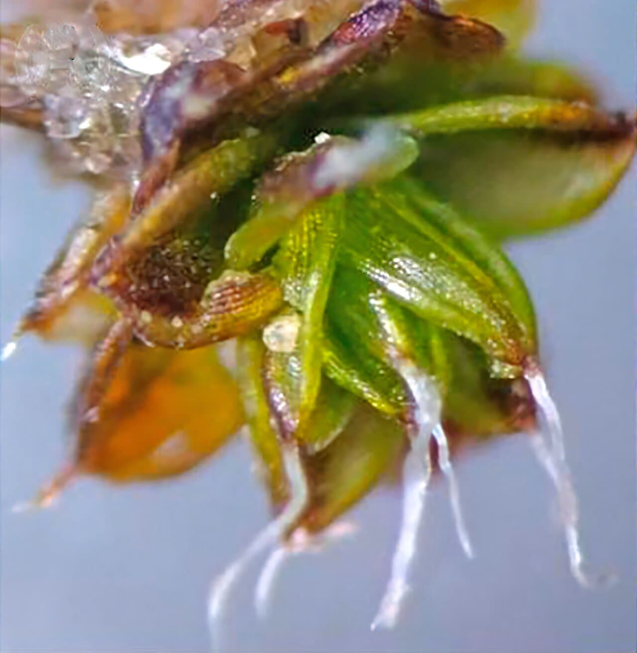 Fungi found inside desert moss could rewrite plant evolution