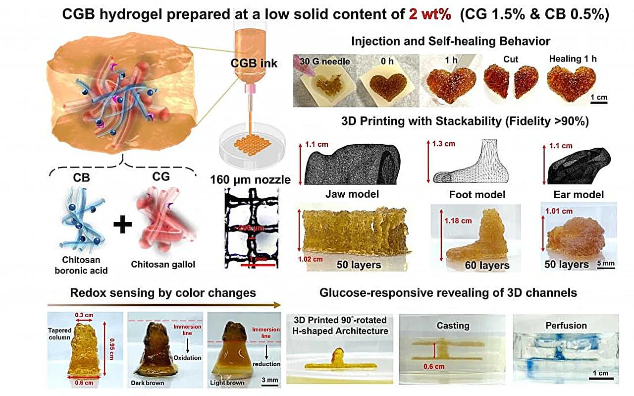 NTU Researchers Develop Glucose-Responsive Hydrogel for Stable, High-Resolution 3D Bioprinting