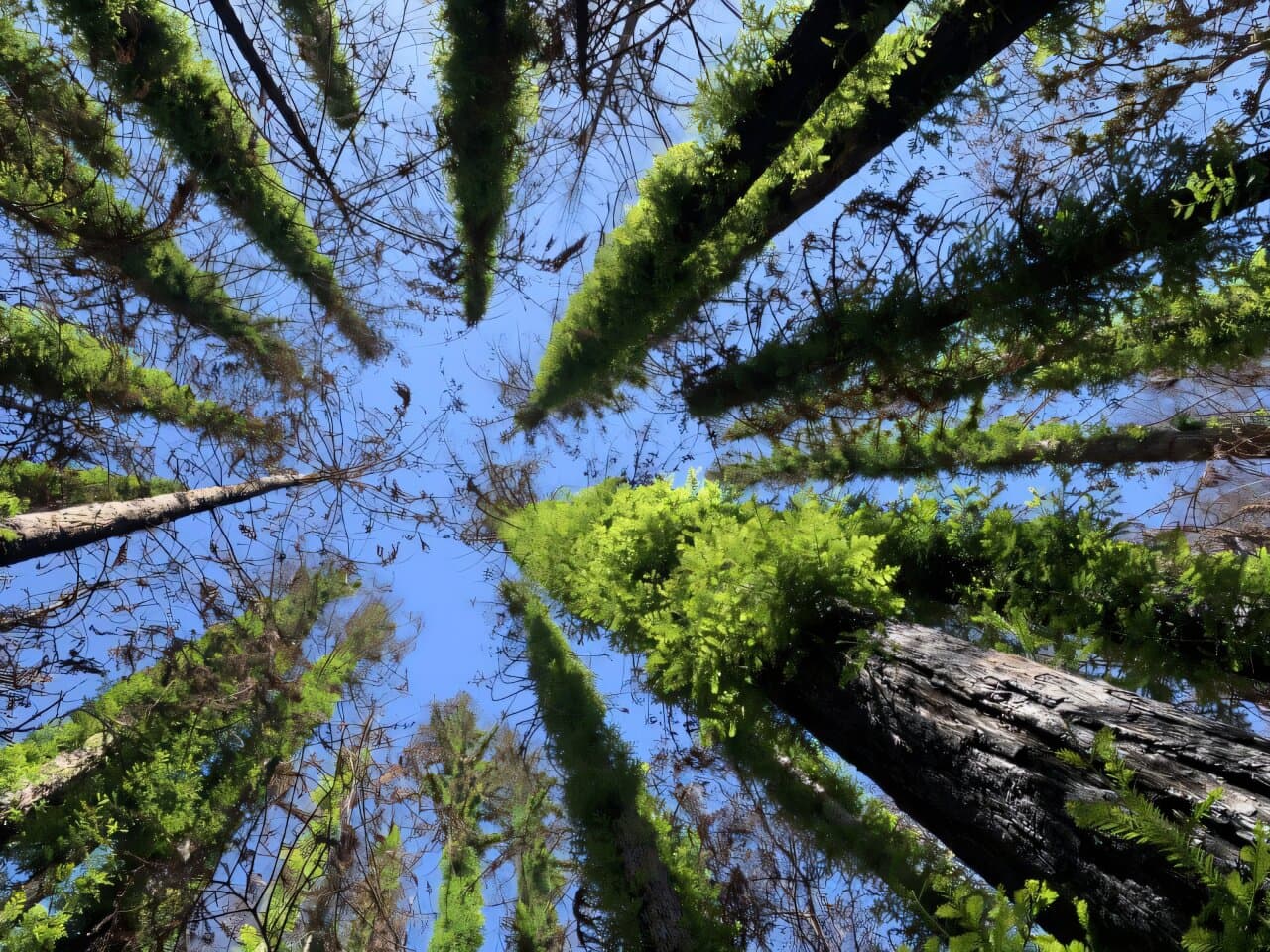 Study Finds Coast Redwoods Resilient After 2020 Fires, Management Needed