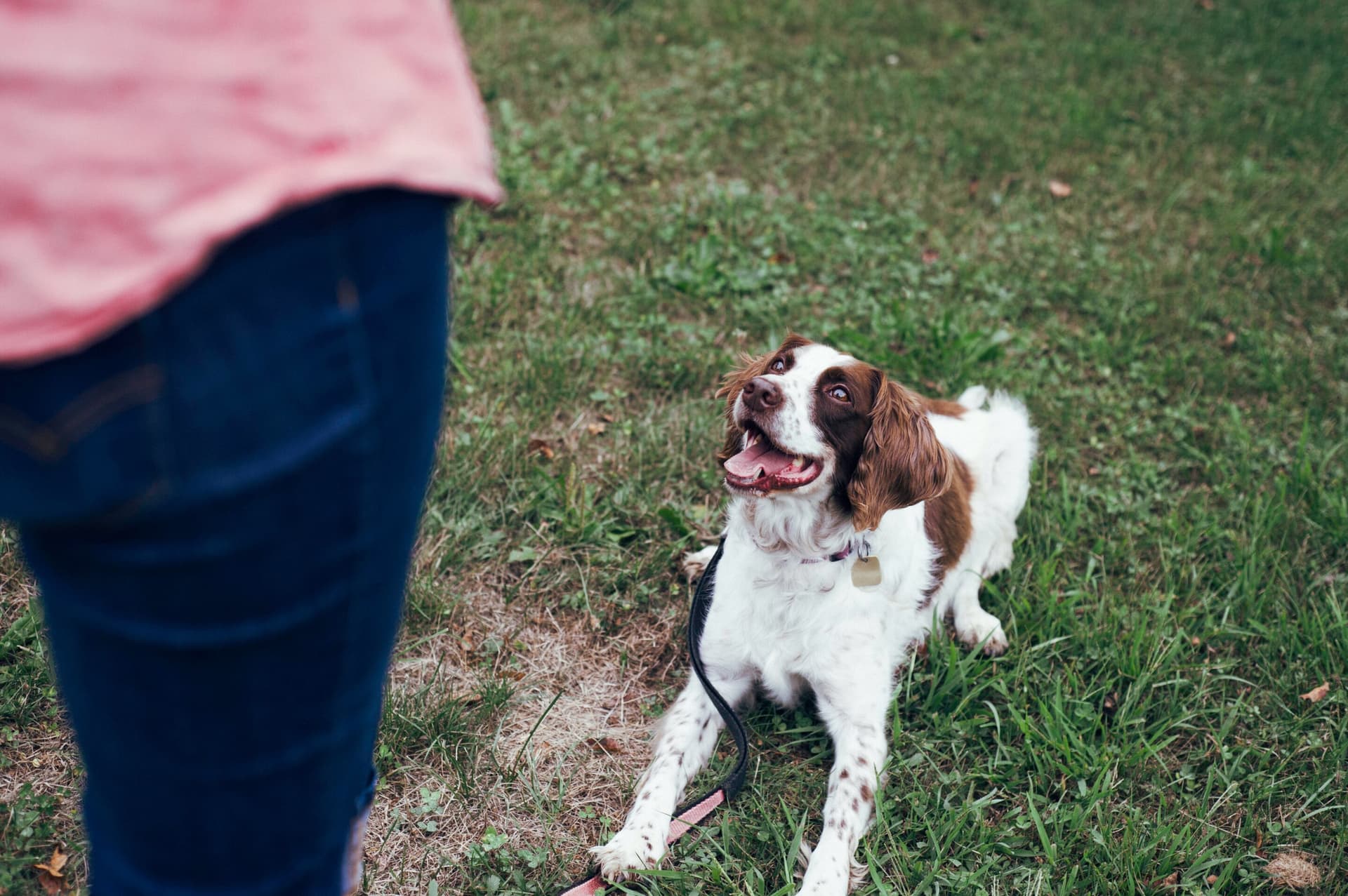 Dog training choices reveal owners' ethical views on animals