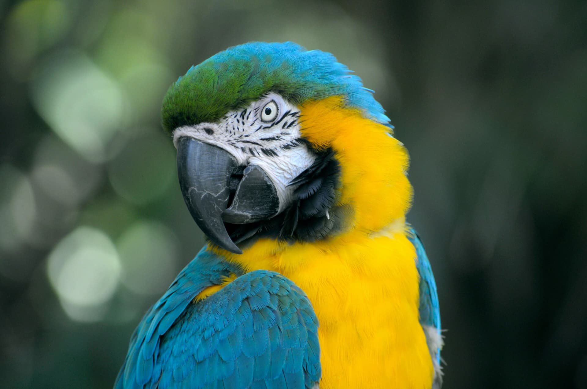 Study finds bird masturbation is natural, not always captive stress