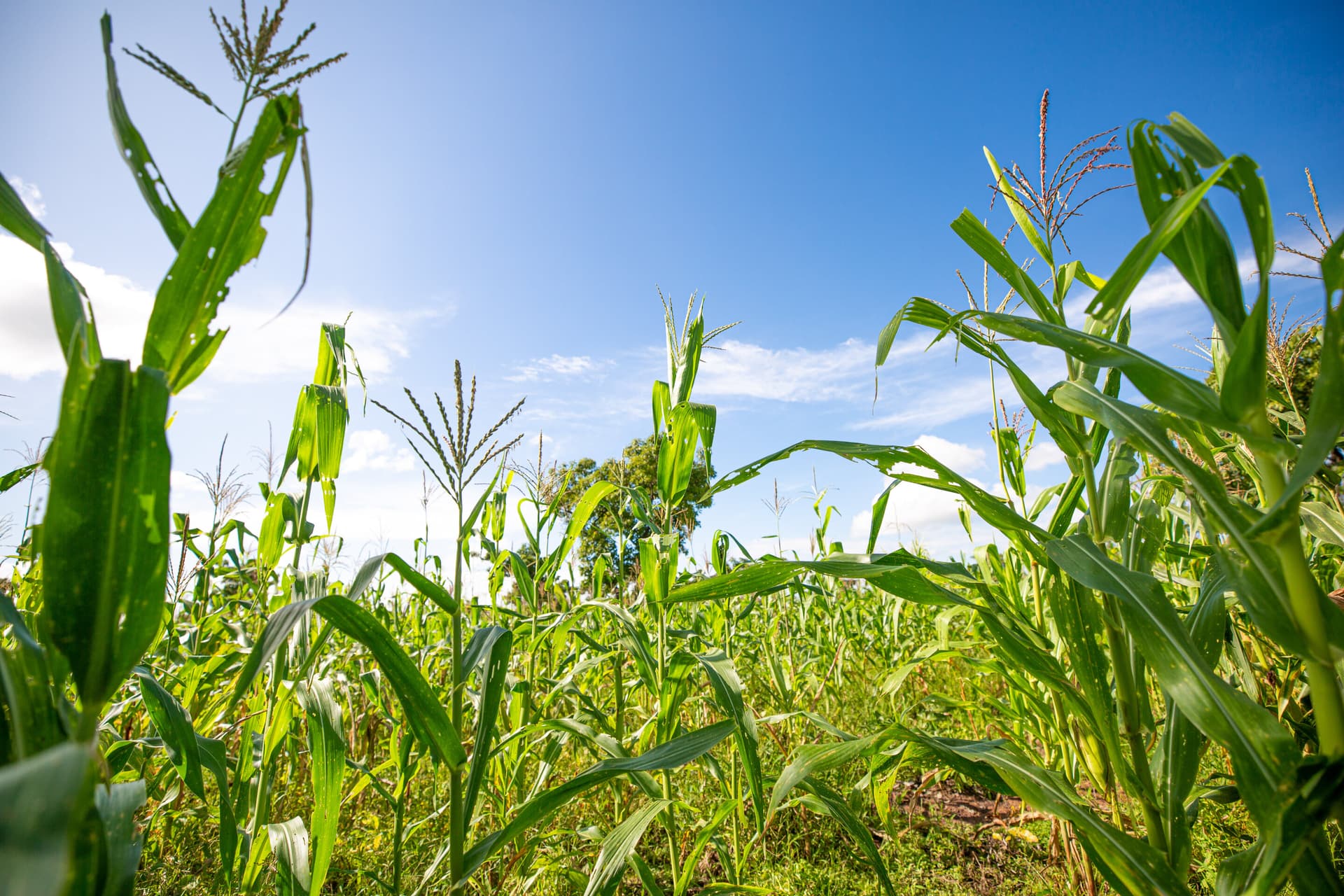 Protein-boosted rice could fight hidden hunger and cut emissions