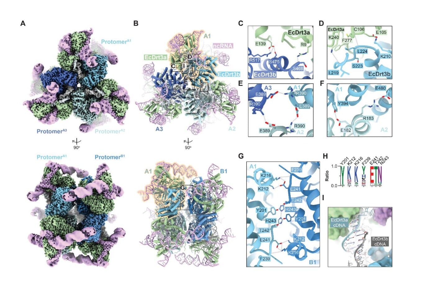 Stanford study finds bacterial defense enzyme uses protein to template DNA
