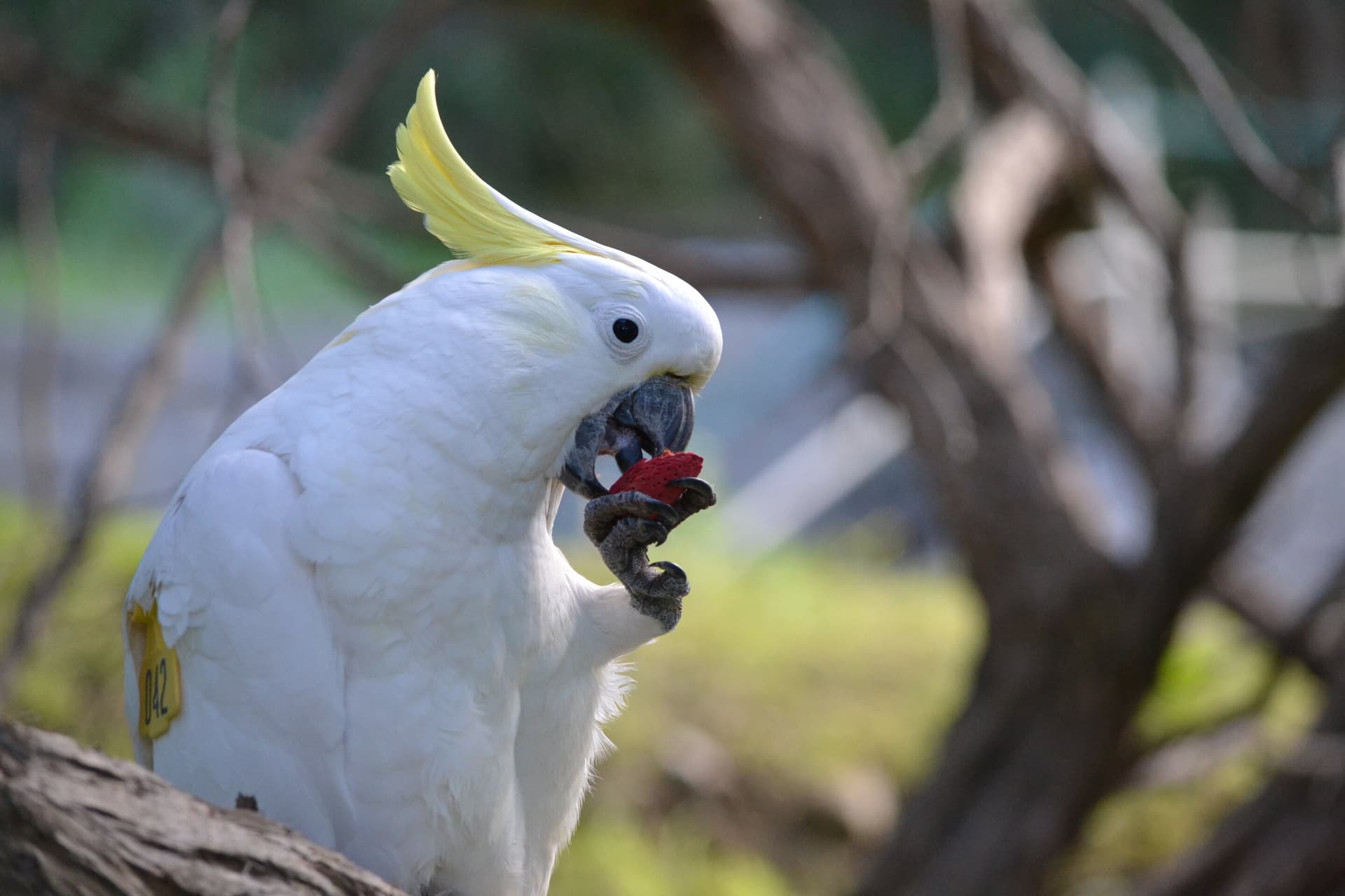 Wild Cockatoos Spread New Food Choices Through Social Learning Quickly