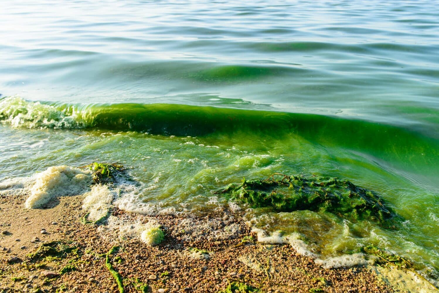 Lake Howell under health alert for harmful algae toxins, officials say