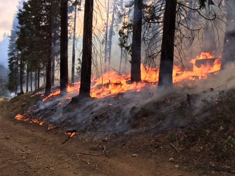 Sierra Nevada Conservancy Awards $8.7M for Wildfire Fuels Reduction in Fresno County