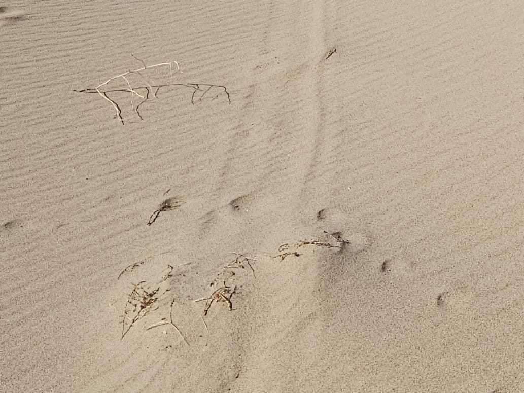 Truck drives more than five miles across Eureka Dunes, damages 74 plants