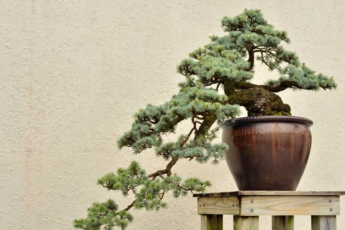 17 popular bonsai trees for beginners, and how to choose one