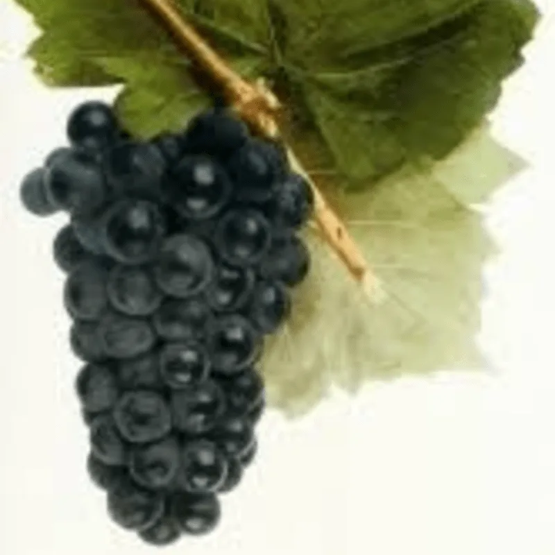 Vineland museum hosts grape-growing talk, wine tasting event
