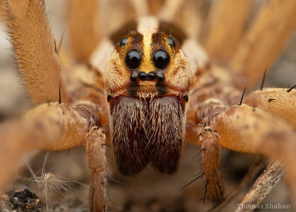 Firefly-lit Maurice River walk reveals spiders in Cumberland County ecosystems