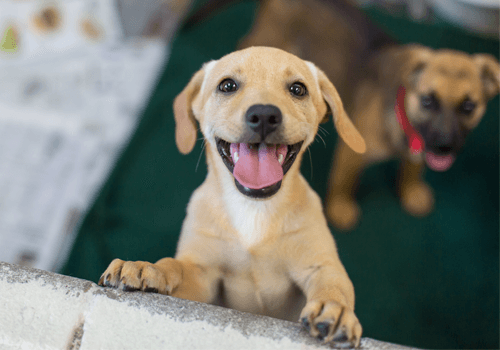 Adopting Dogs and Cats in Wake County: Where to Go, Costs, Tips