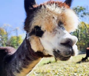 Free Zoom meditation series invites rest, reflection, and spiritual connection