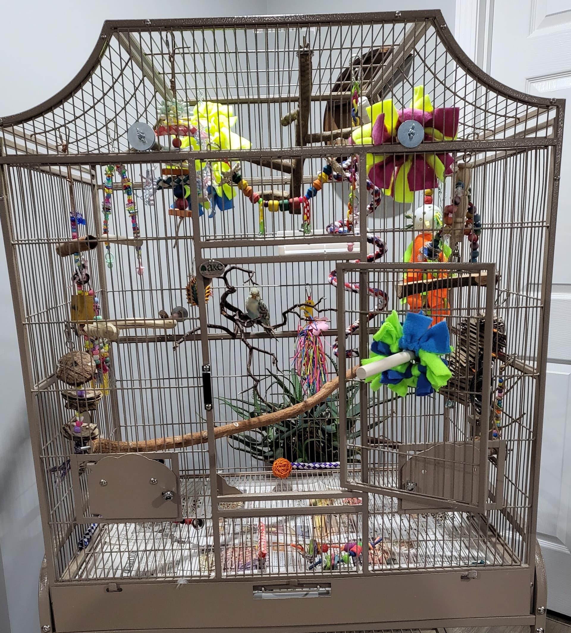 Safe and Stimulating Parrot Housing: A Practical Setup Checklist