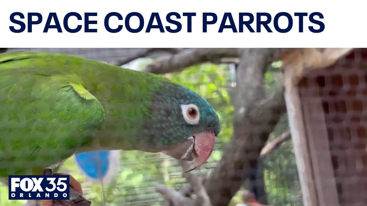 Blue-crowned parakeets spread across Florida’s Space Coast
