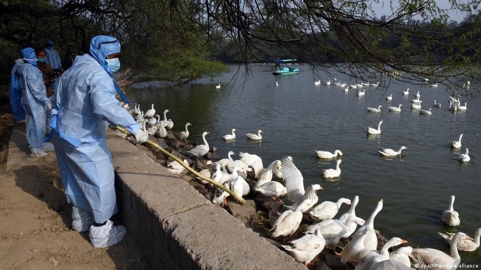 Early Wave of Bird Flu Sweeps Europe and North America, Threatening Poultry Supply
