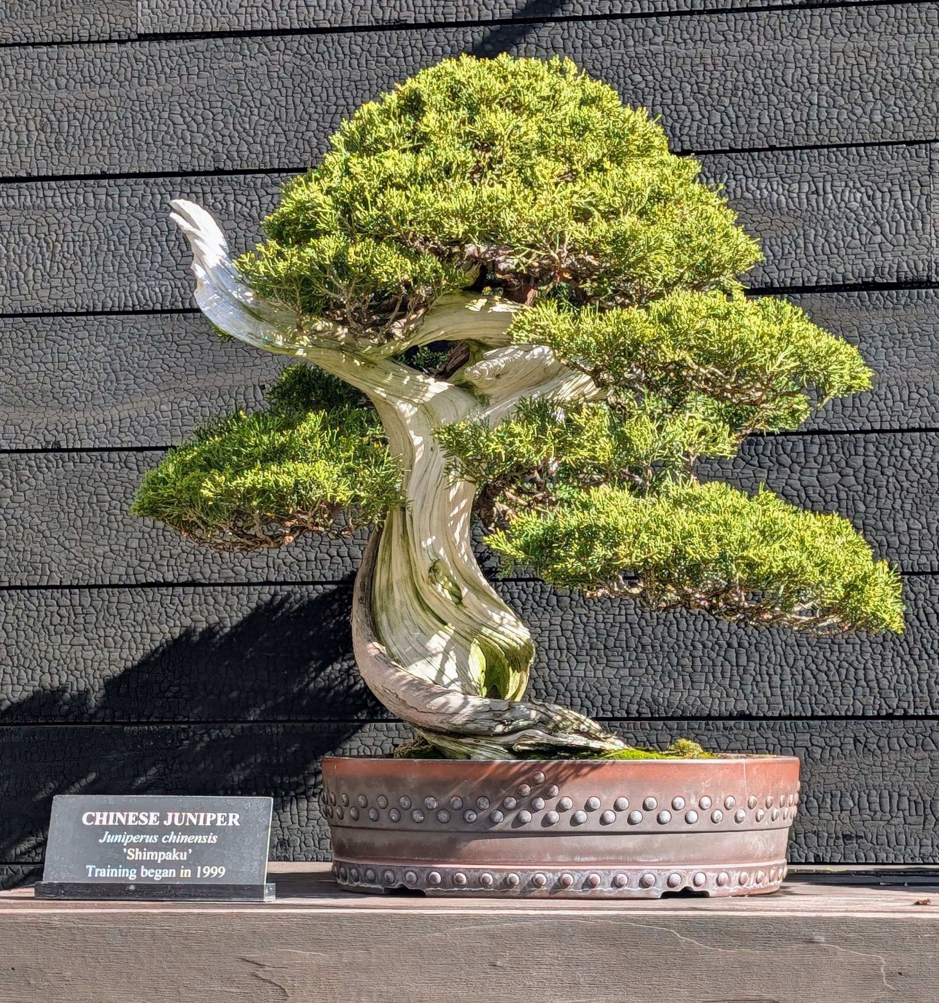 Longwood Gardens Offers Bonsai Care and Design Class for Gardeners
