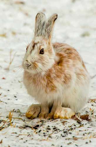 Lake County officers report messy North Shore transition from ice to open water