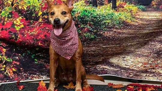 Local Radiation Oncologist’s Breast Cancer Journey Alters Patient Care View