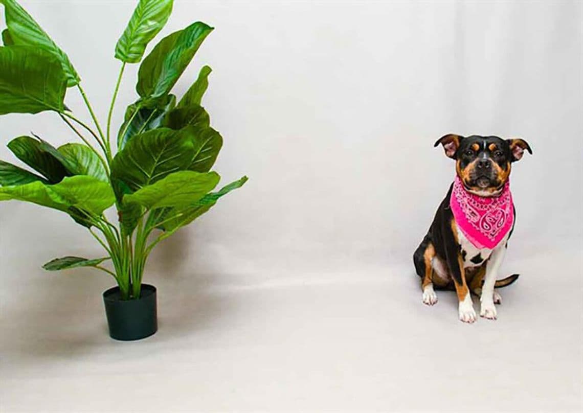 Seminole County shelter dog Ree seeks loving forever home