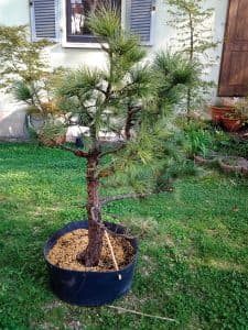 Bonsai Today spotlights air-layering, approach-grafting techniques behind membership wall