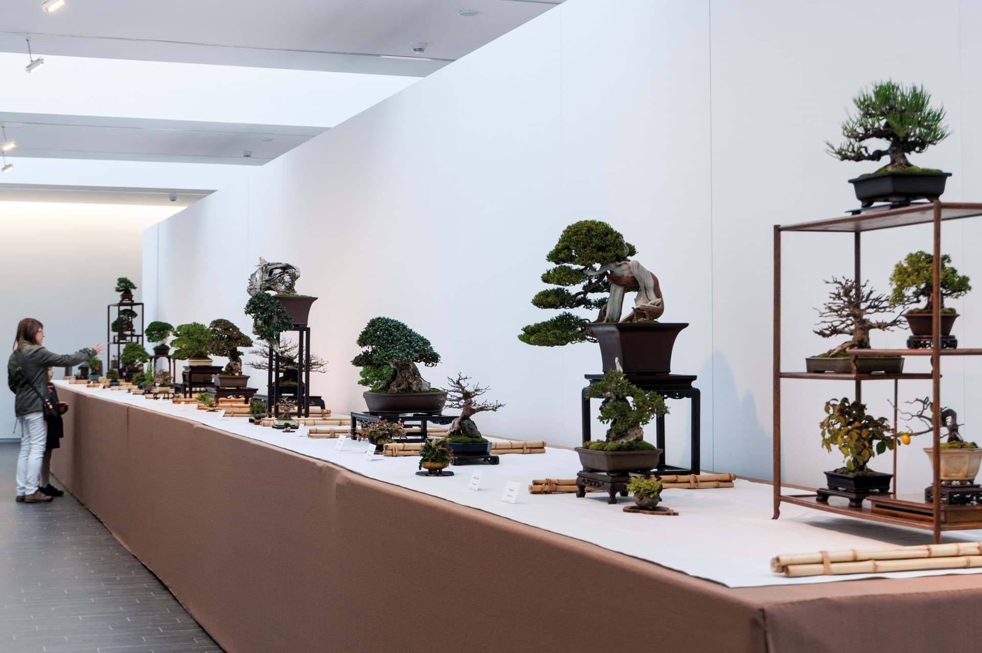 Barcelona bonsai exhibition spotlights diverse species at Nishiki-ten gallery