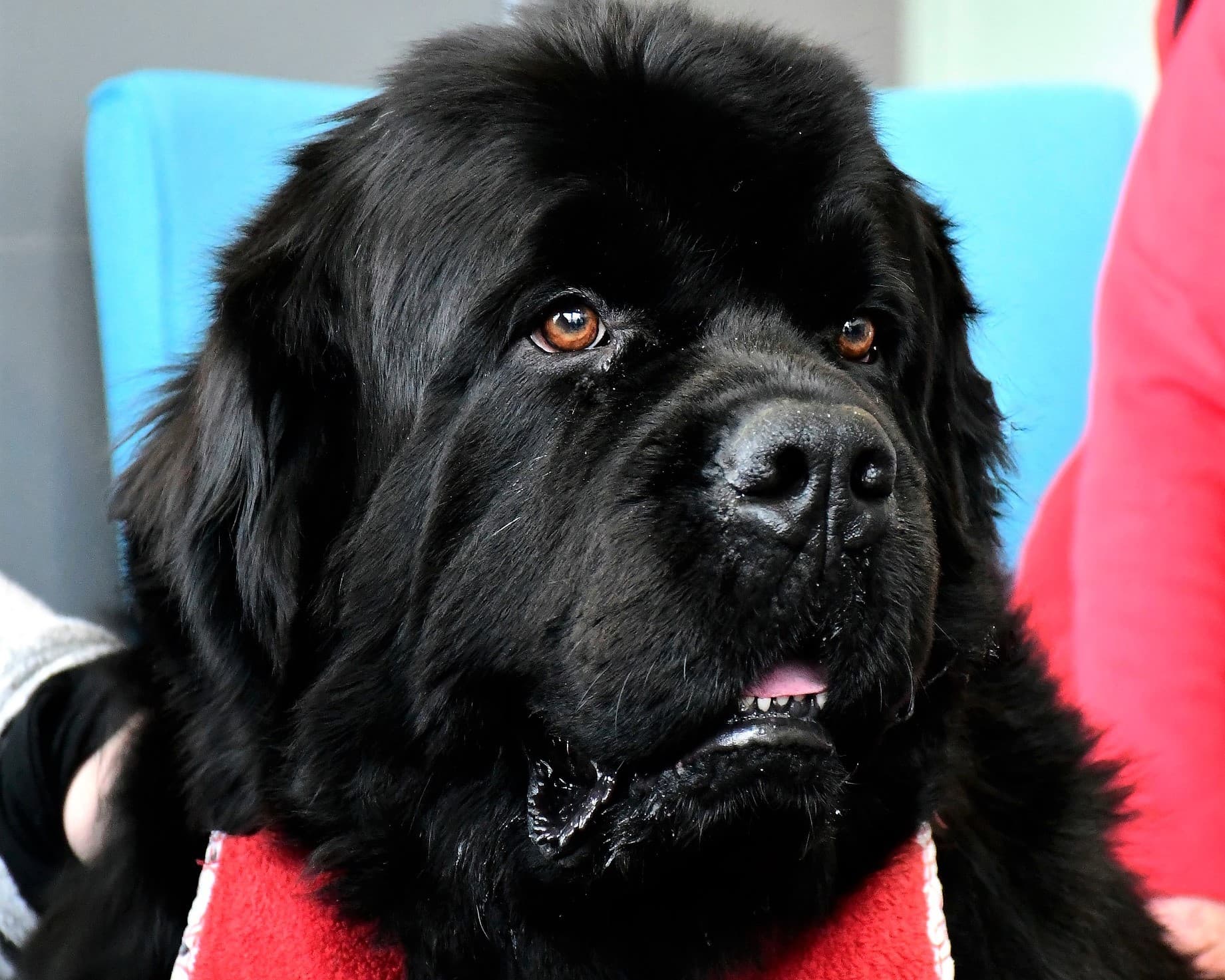 UConn brings back doga with dogs, stretching and free mats