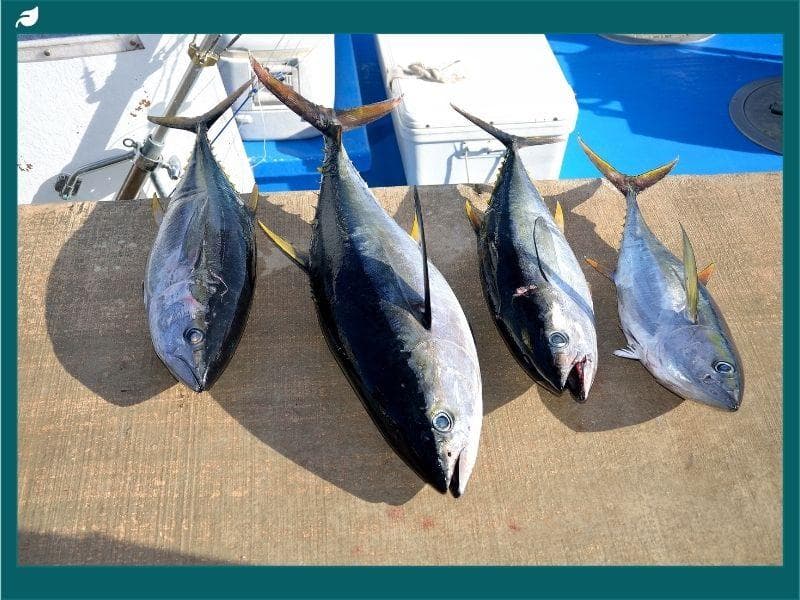 ISSF Repeals Conservation Measure for Indian Ocean Yellowfin Tuna