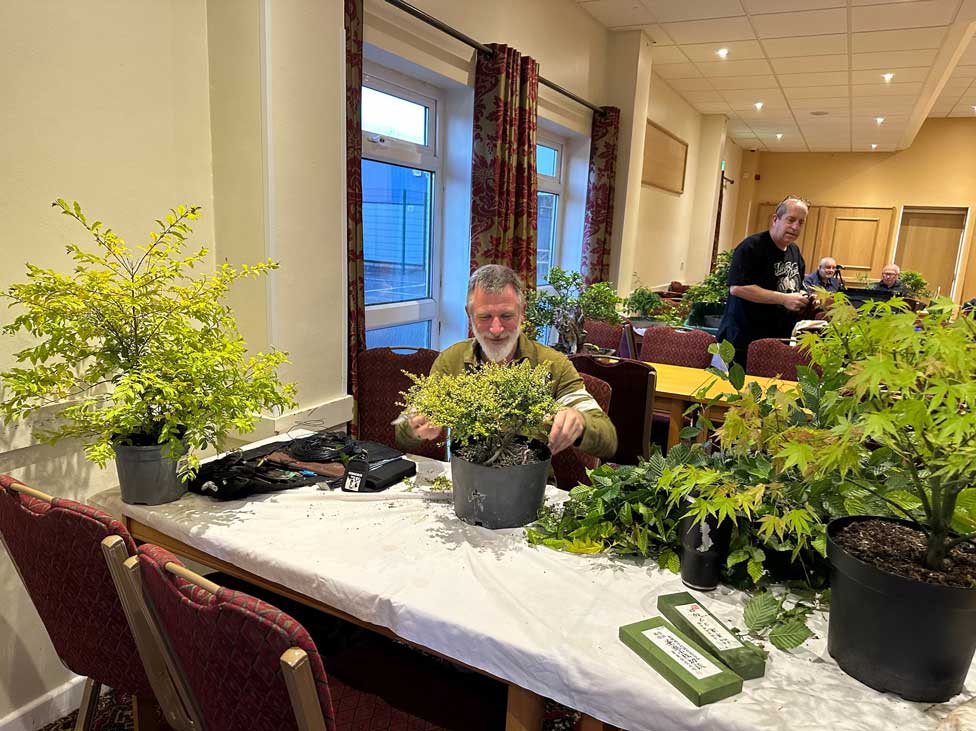 Swindon bonsai club workshop turns Japanese black pines into teaching tools