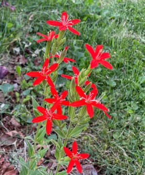 Native plants bring red, white and blue to summer gardens