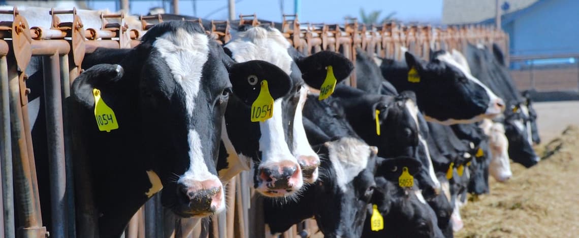 California Dairy Adds $23.2 Billion to State GDP, Boosts Fresno Economy