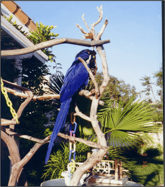 Gabriel Foundation webinars bring medical expertise to parrot care education