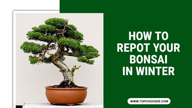 BonsaiOutlet Publishes Illustrated Late-Winter Repotting Guide for Hobbyists