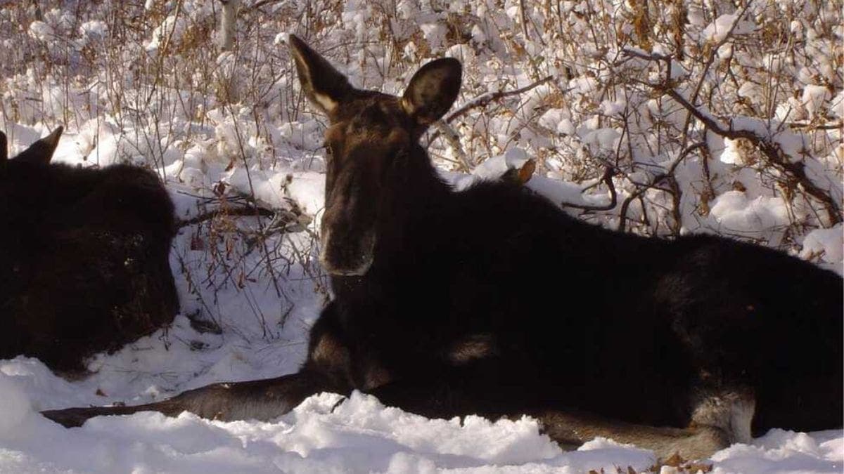 Park City moose warning, drought pushes wildlife closer to people