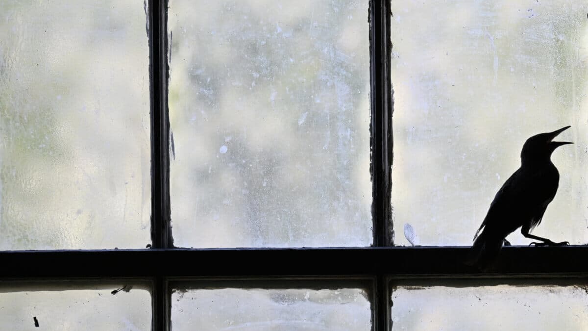 Park City Library Hosts Art Exhibit Celebrating Everyday Life