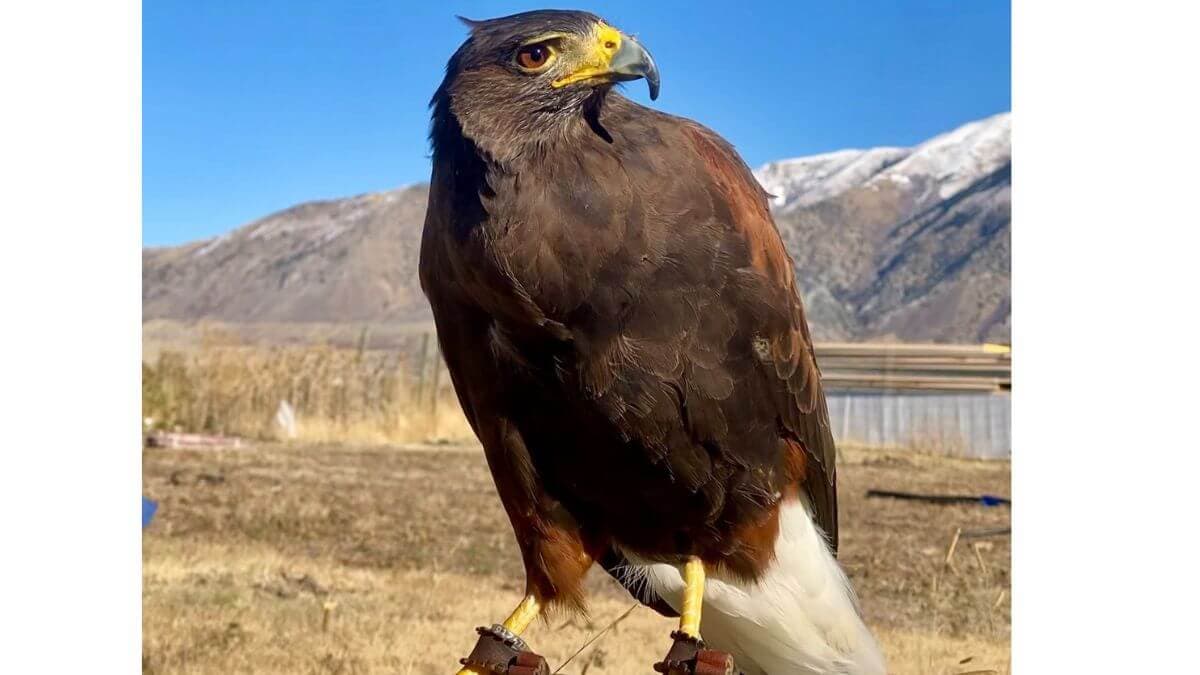 HawkWatch International searches Salt Lake City for escaped Harris’s hawk