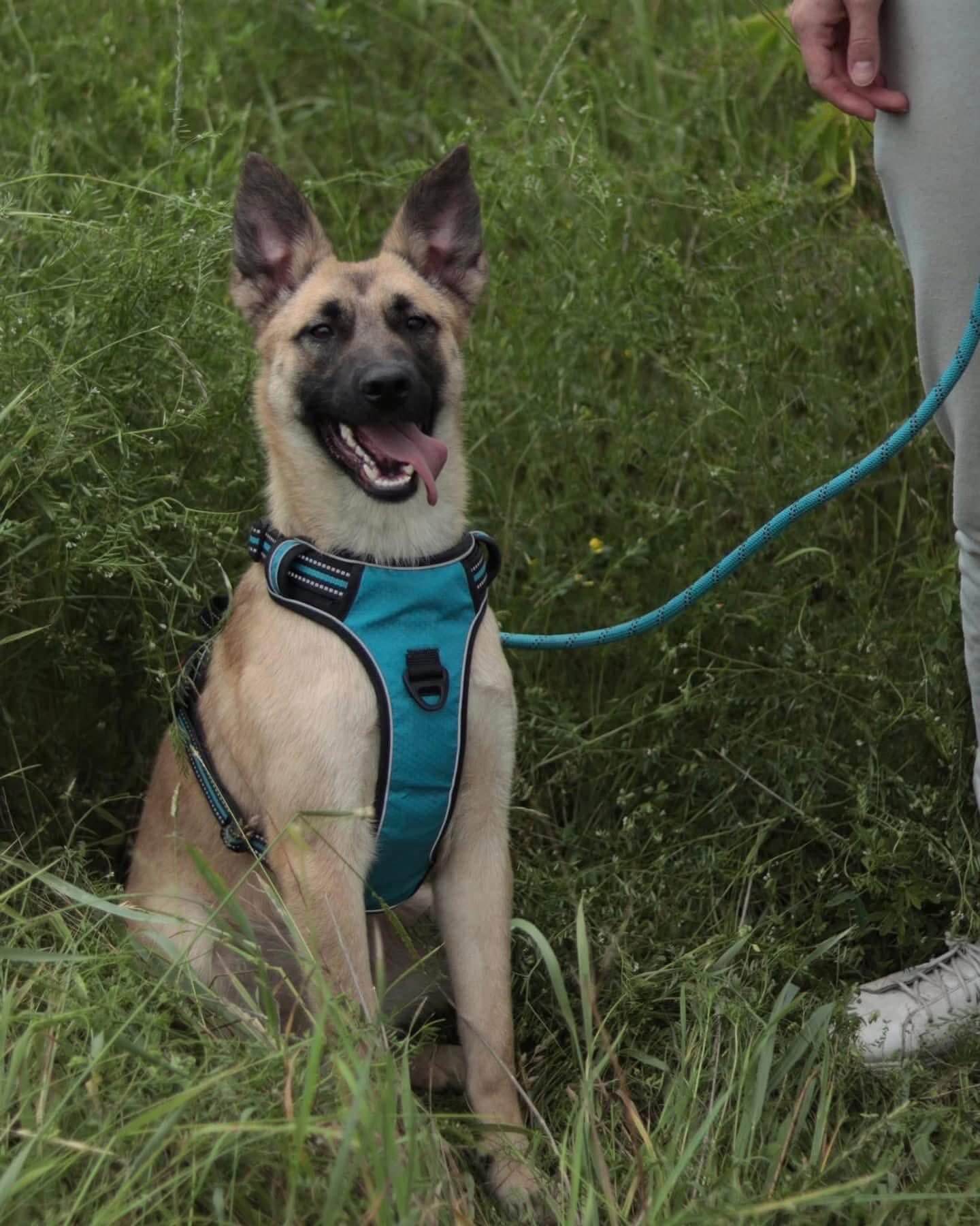 Rescued from Lviv, Energetic Puppy Ellie Seeks Active Forever Home