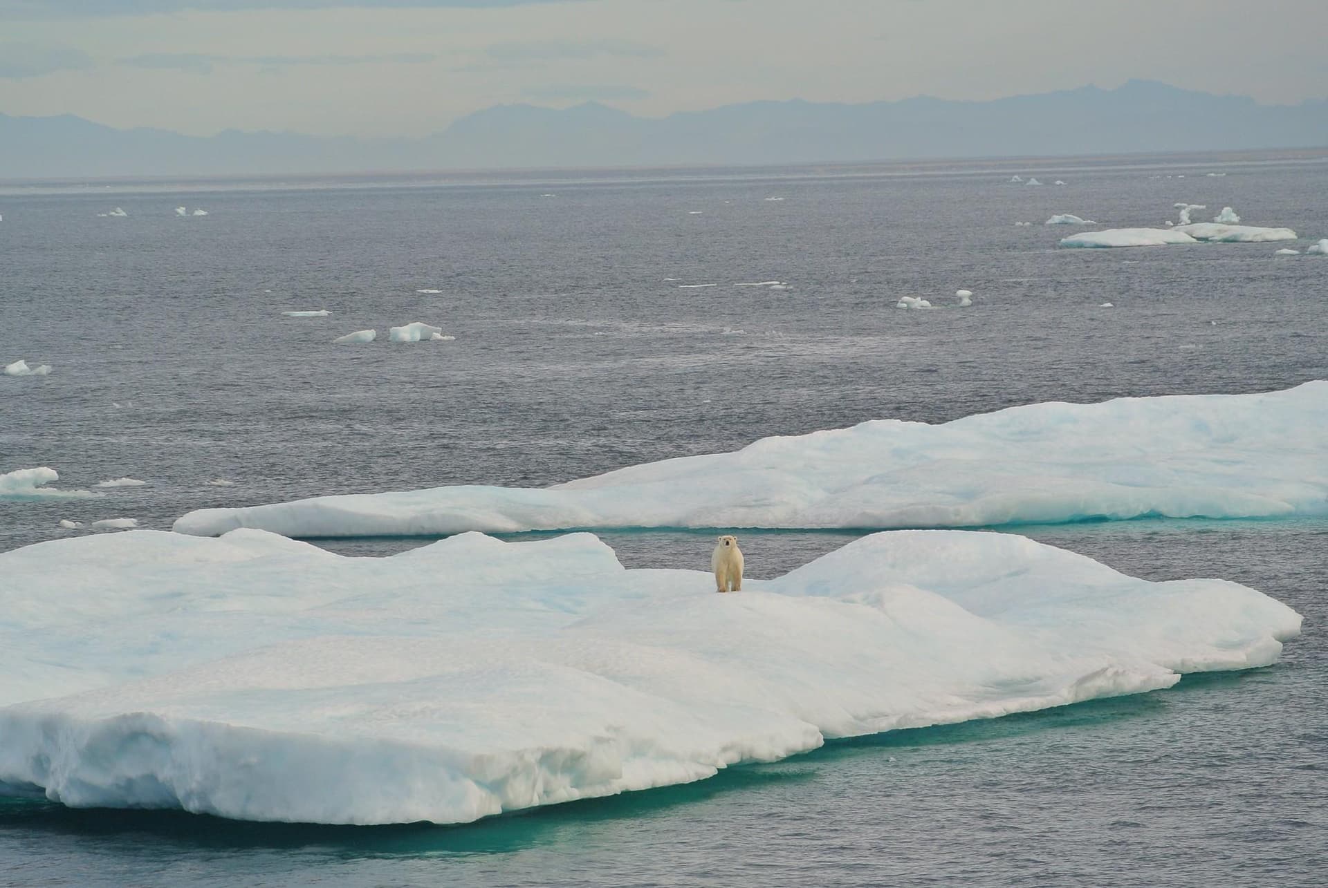 North Slope Borough Backs Federal Rules Protecting Polar Bears, Walrus During Oil Operations