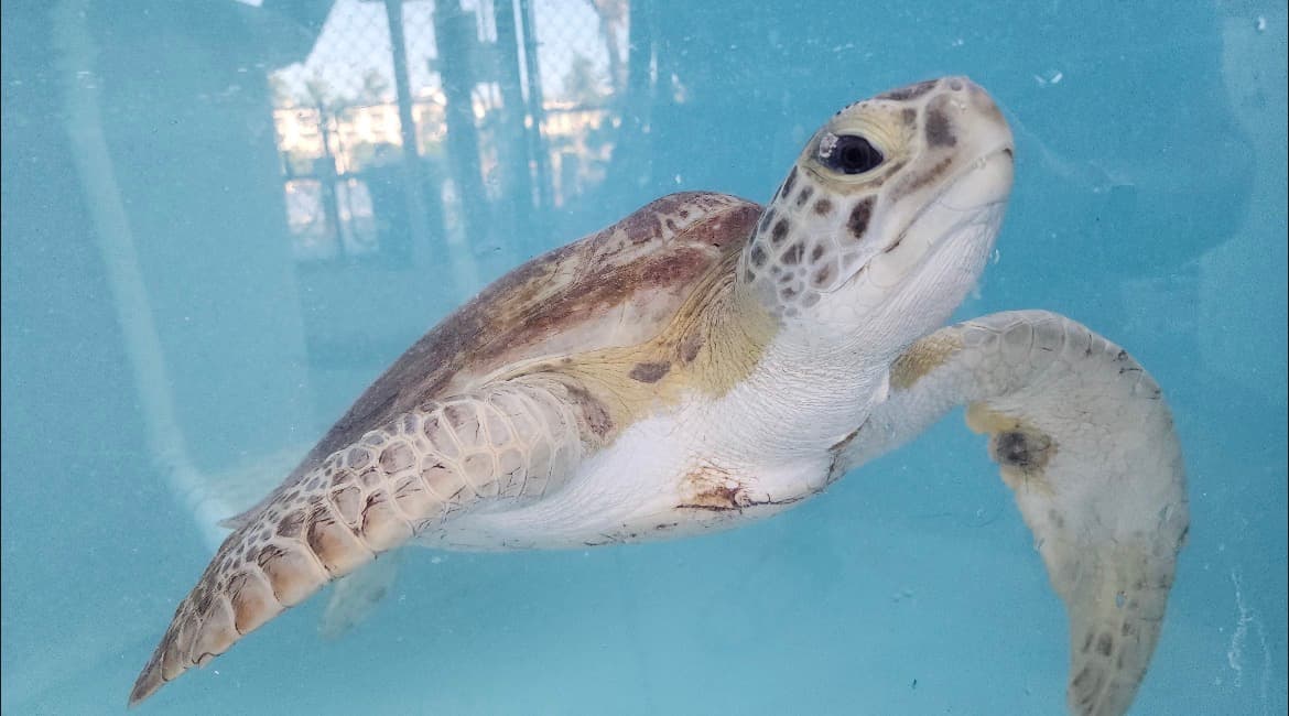 Marathon's Turtle Hospital Offers Rescue, Rehabilitation, and Educational Tours