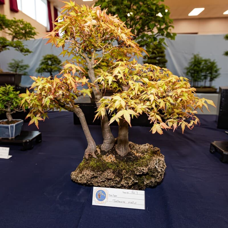 Scottish Bonsai Association to hold national exhibition in Broxburn on May 24