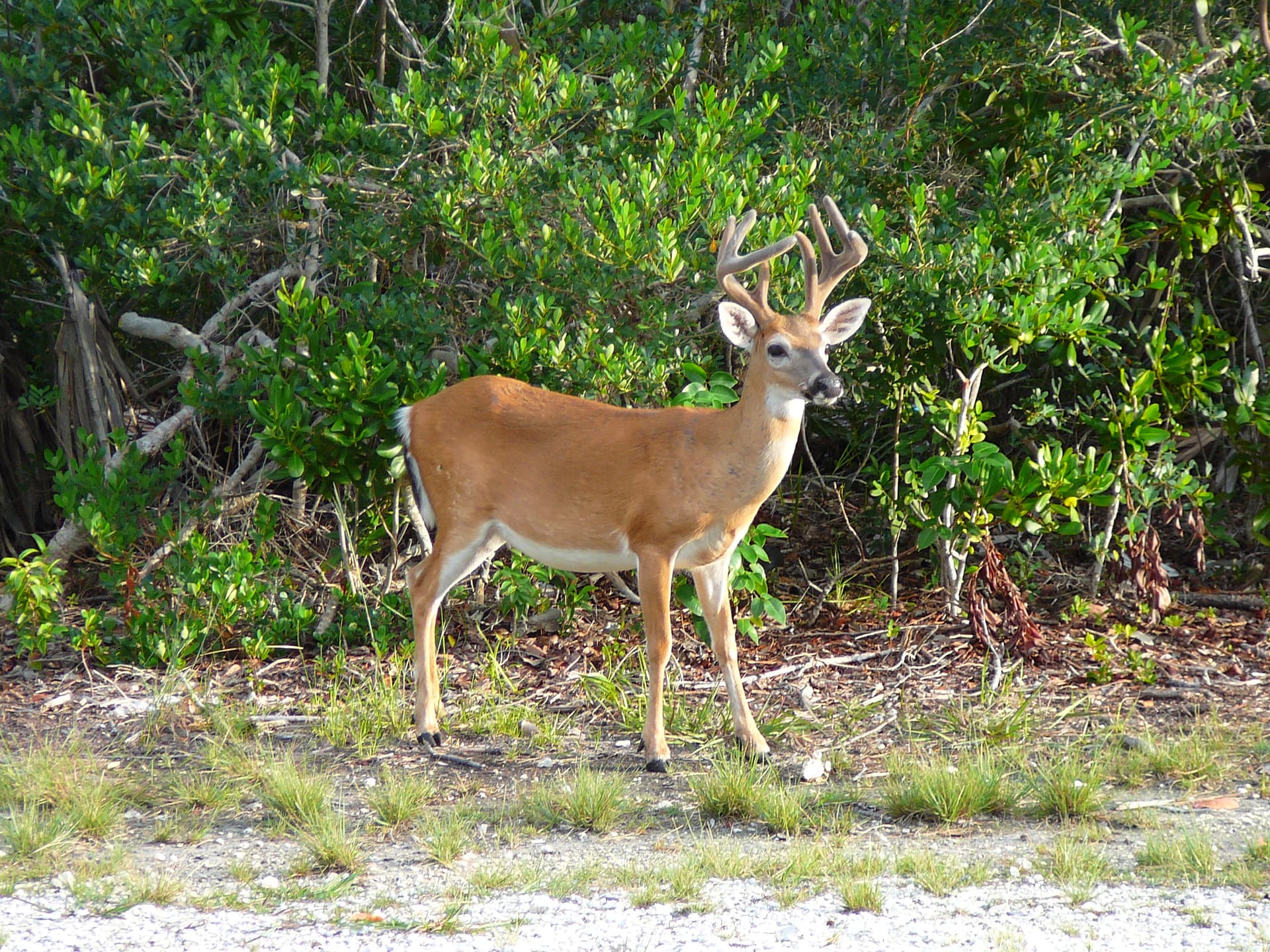 Big Pine Key refuge protects rare deer found only in the Keys