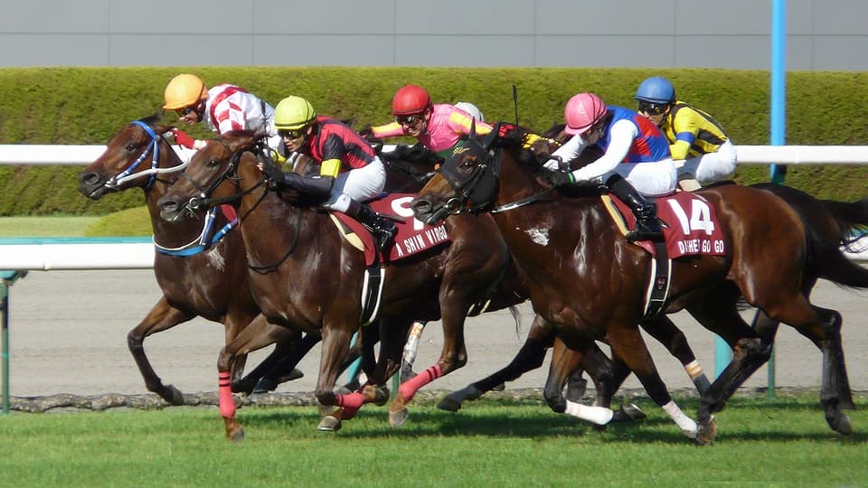 Fast Network targets Japan double for Centaur and Sprinters Stakes