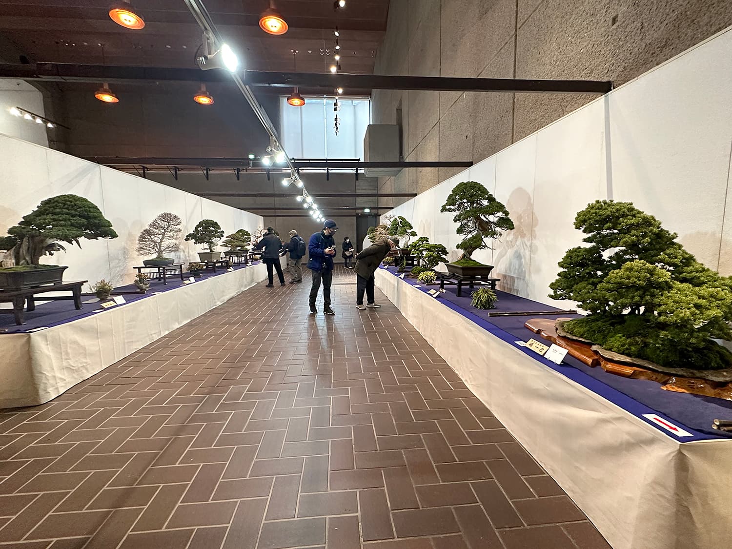 Bodhi Bonsai Chennai showcases bonsai at VR Mall Japanese celebration