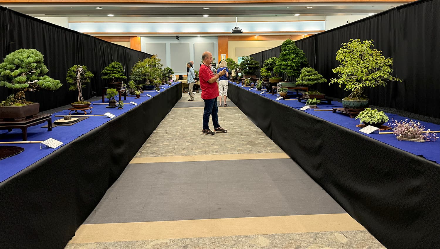 Great Swamp Bonsai Society marks 50 years with free public show