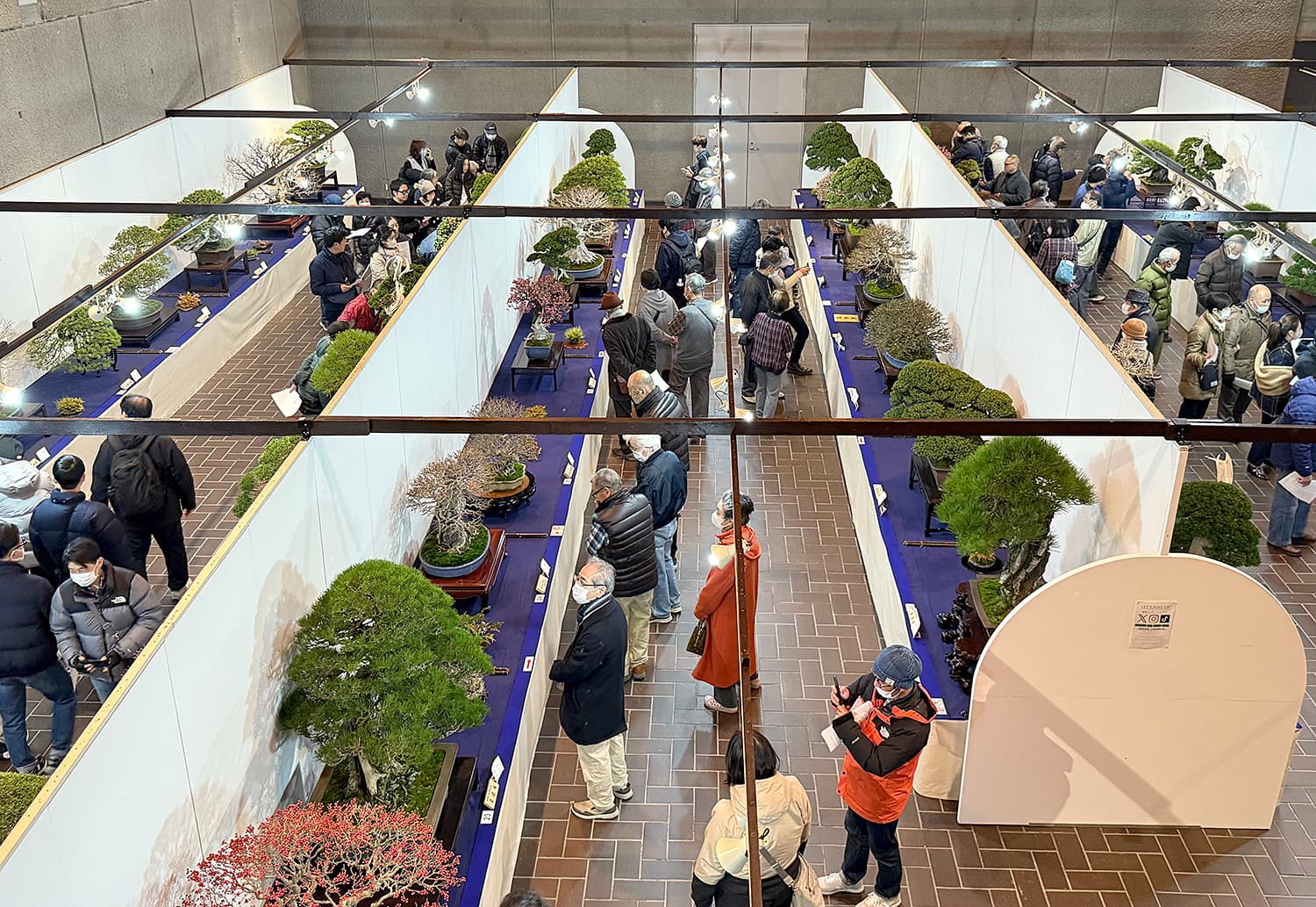 100th Kokufu Bonsai Exhibition Ceremony Set for Feb 13 in Tokyo