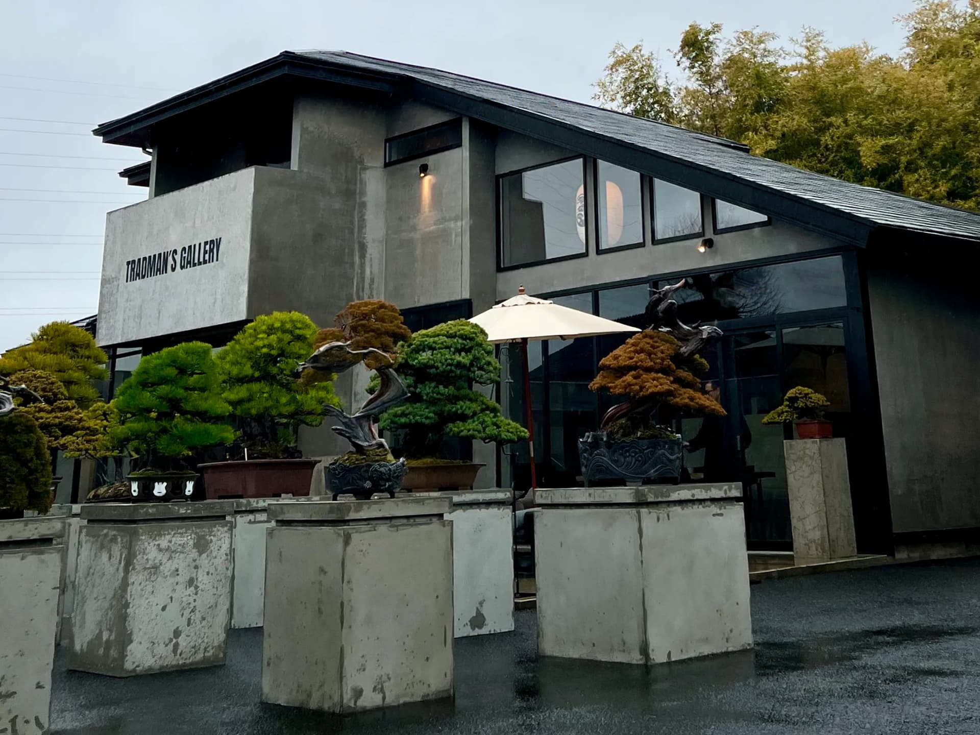 Teppei Kojima Reimagines Bonsai for a Younger, Stylish Audience